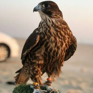 @yppnp