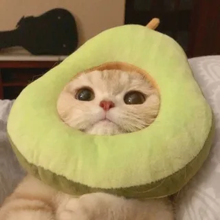 @avokado25_ok