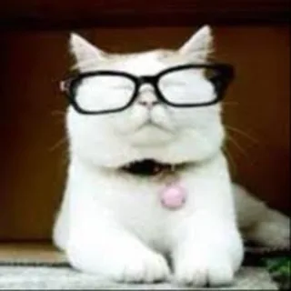 @official_catturd2