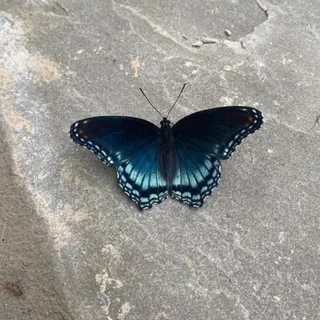 @rjjji3