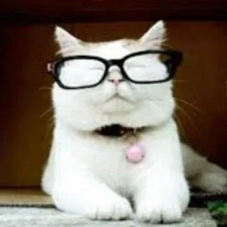 @catturd47