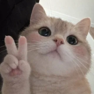 @tyandota